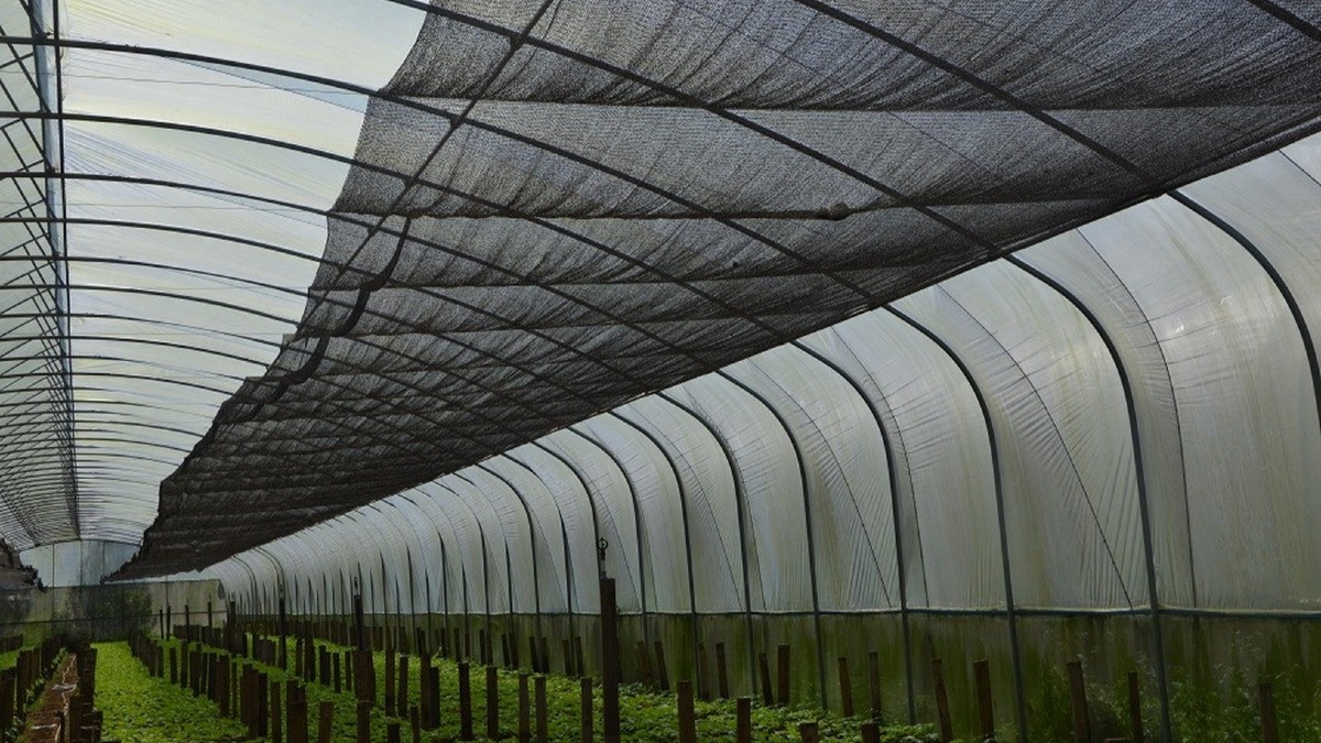 5 Keuntungan Menggunakan Paranet untuk Greenhouse Modern