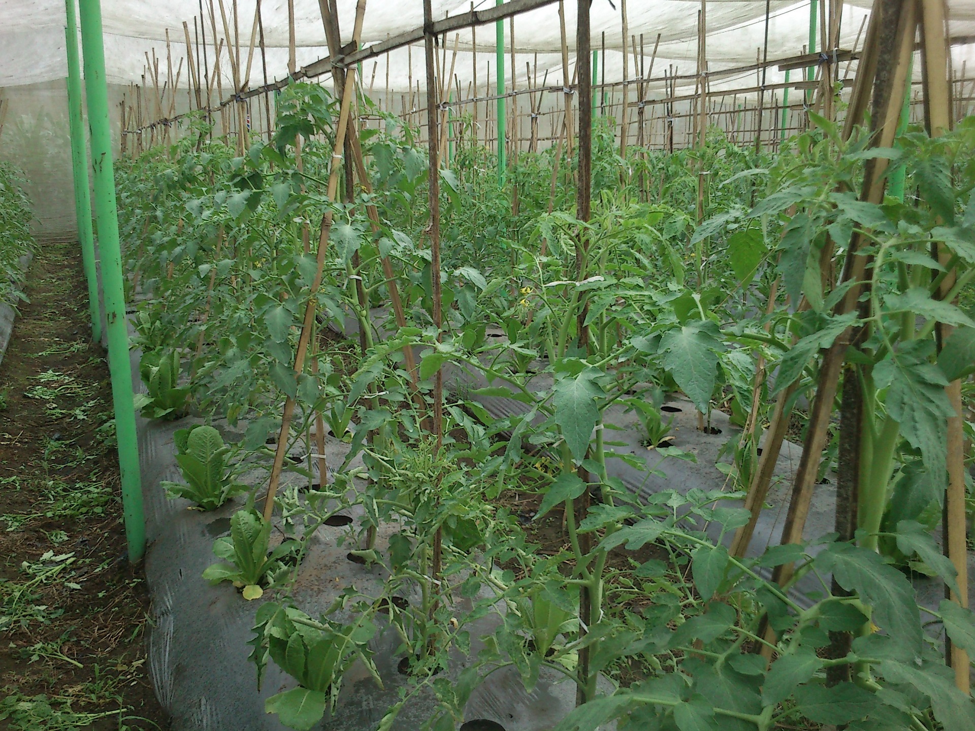 Sayuran Tomat — Pabrik NetPertanian